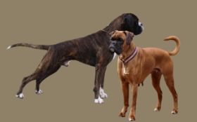 Beanie-und-Caos (2).jpg